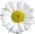 flower_1_2 1